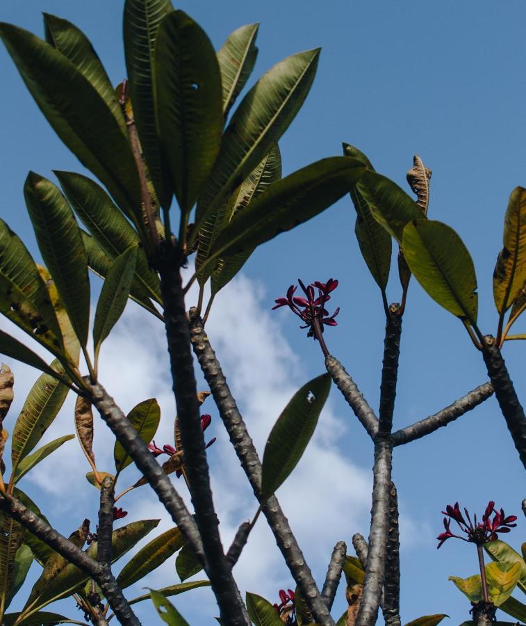 Hotel Vegano Bona Espero Alto Paraíso de Goiás エクステリア 写真